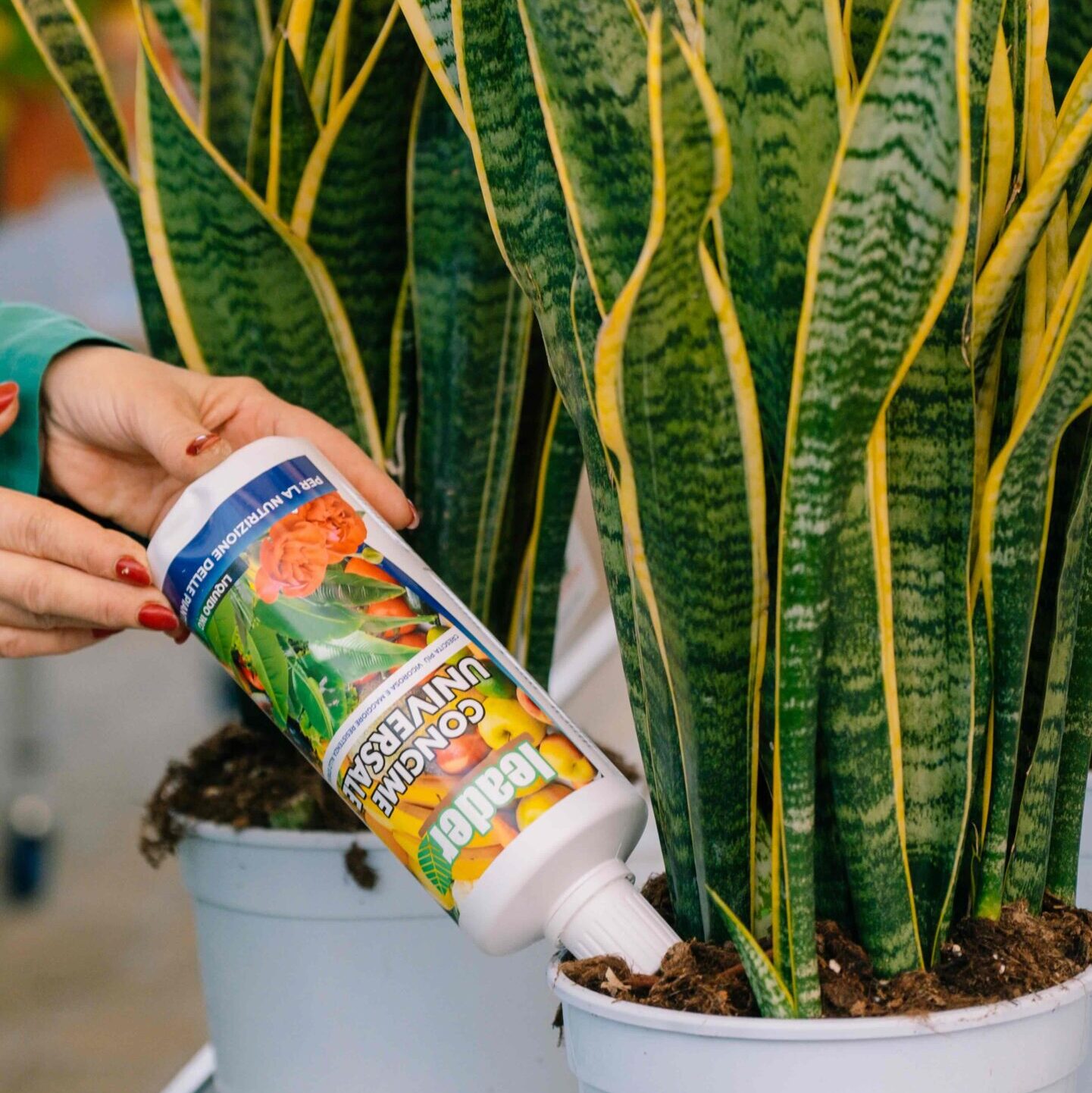 Abonos y cuidados de las plantas